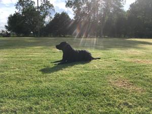 Blackberry enjoying the sun on the meadow at Walnut Tree Meadow