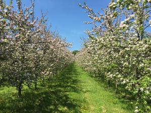 Orchard in Blosson at Bowhayes Farm